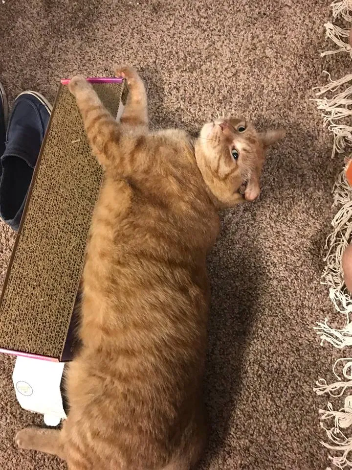 Lost cat in Minneapolis, MN, 55418