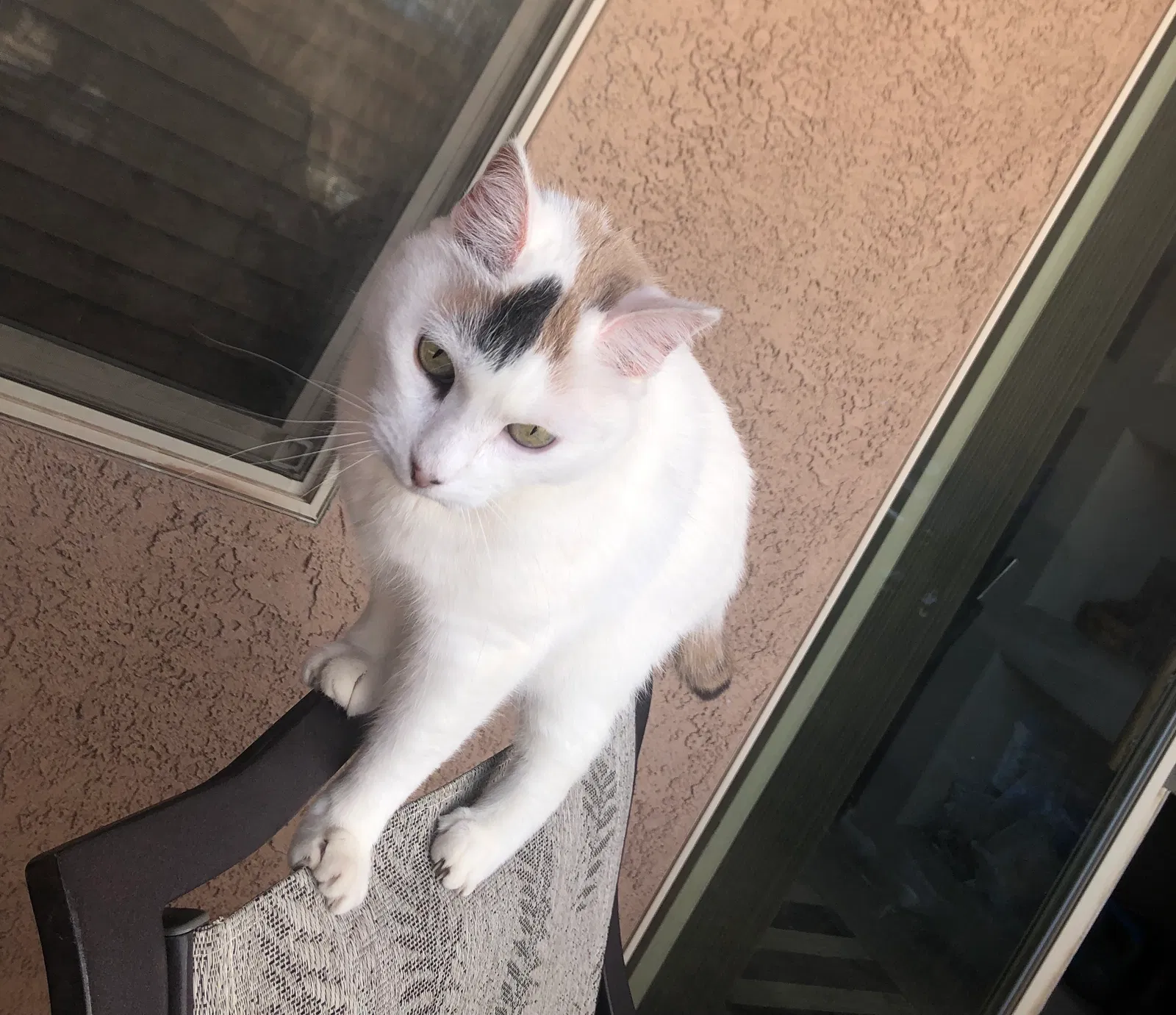 Lost cat in Albuquerque, NM, 87114
