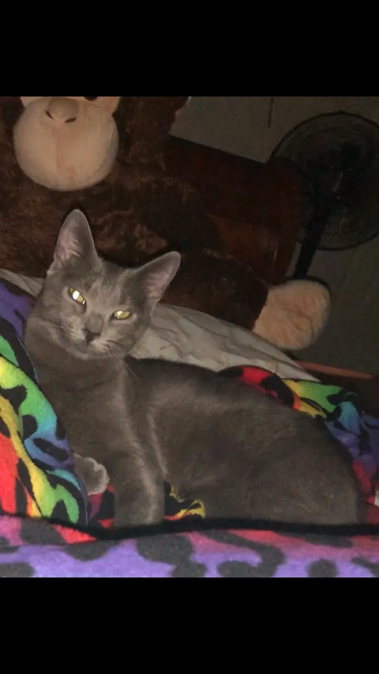 Lost cat in Huntsville, TX, 77320