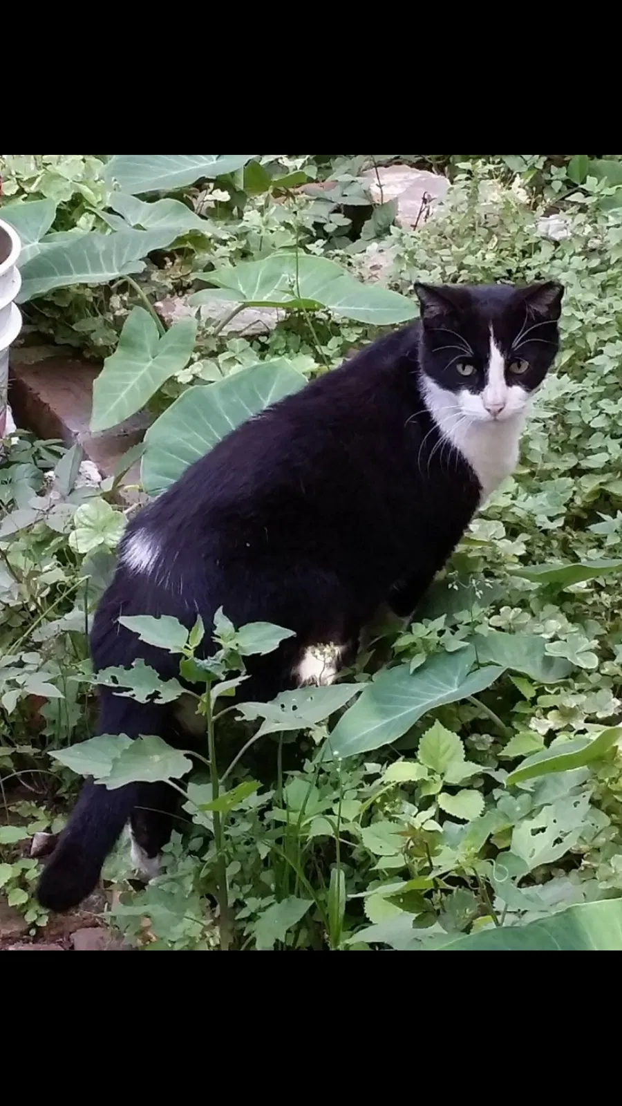 Lost cat in New Orleans, LA, 70117