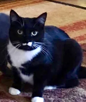 Lost cat in Butler, PA, 16002