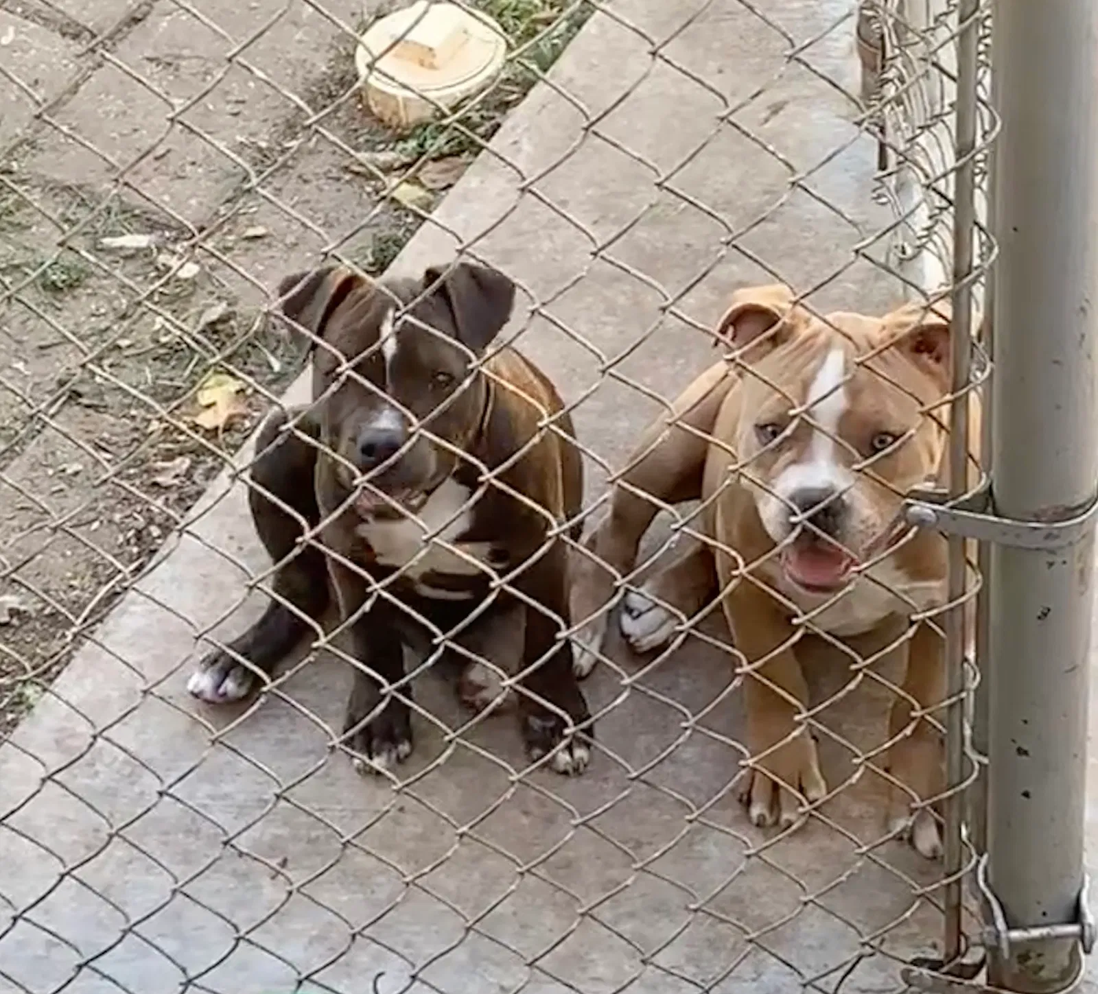 Lost dog in Ponca City, OK, 74601