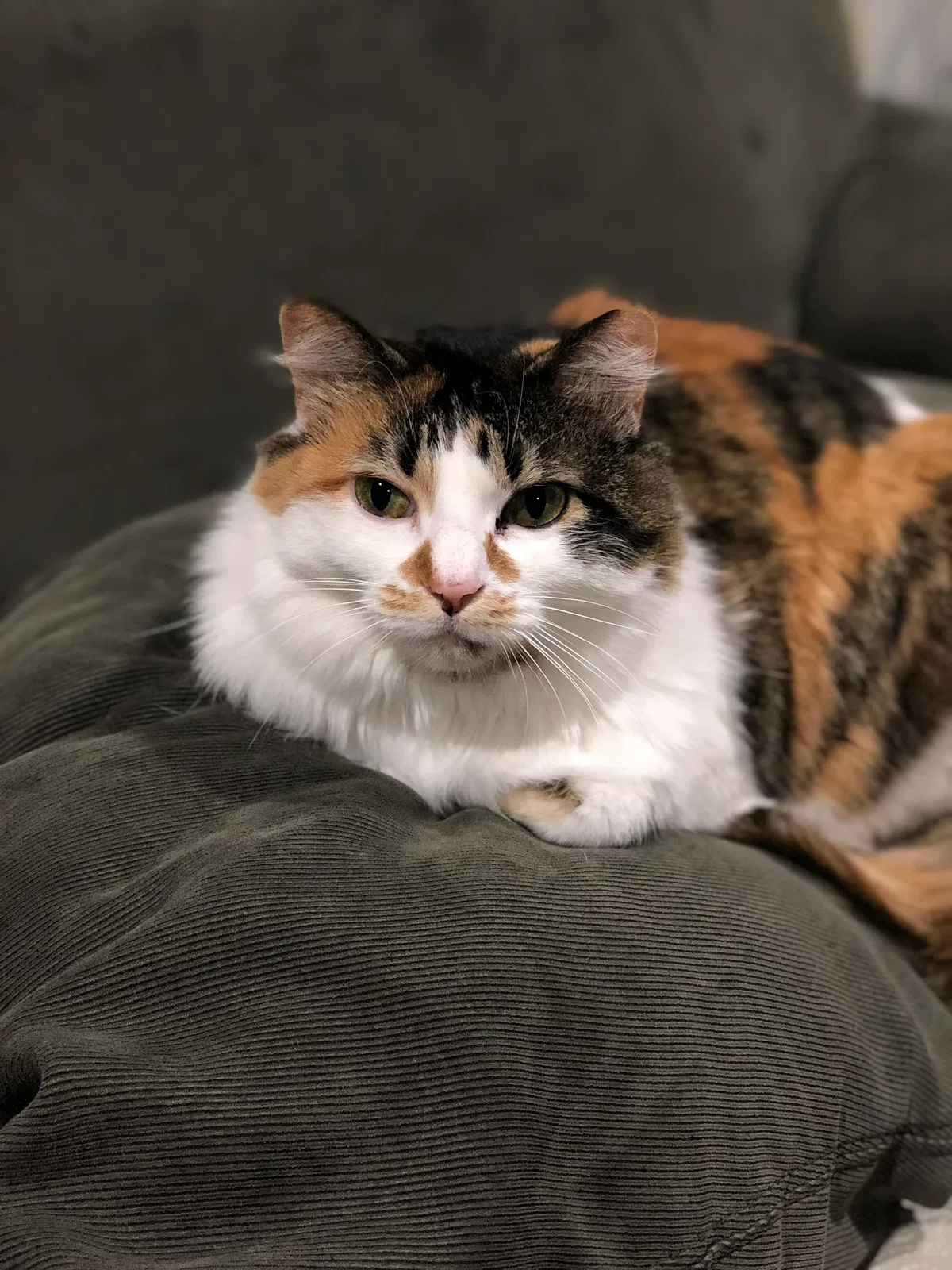 Lost cat in Hartland, WI, 53029