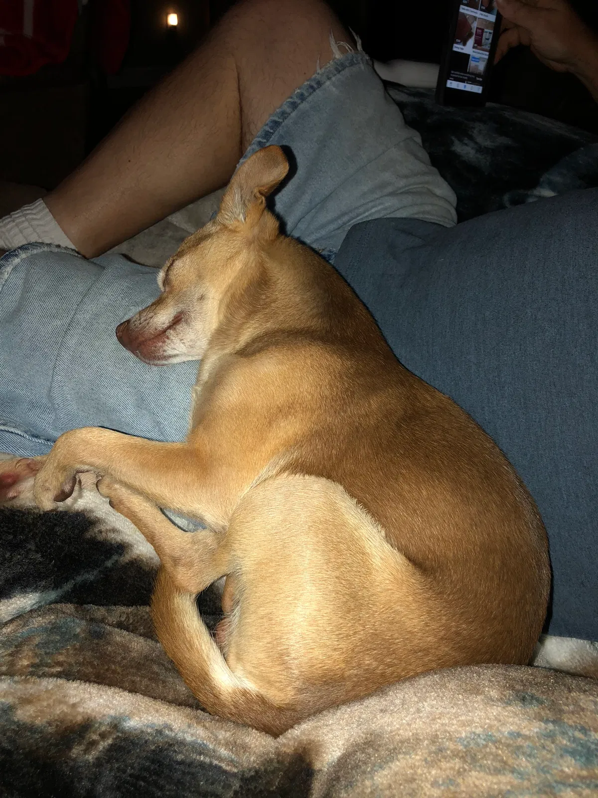 Lost dog in Benton, AR, 72019