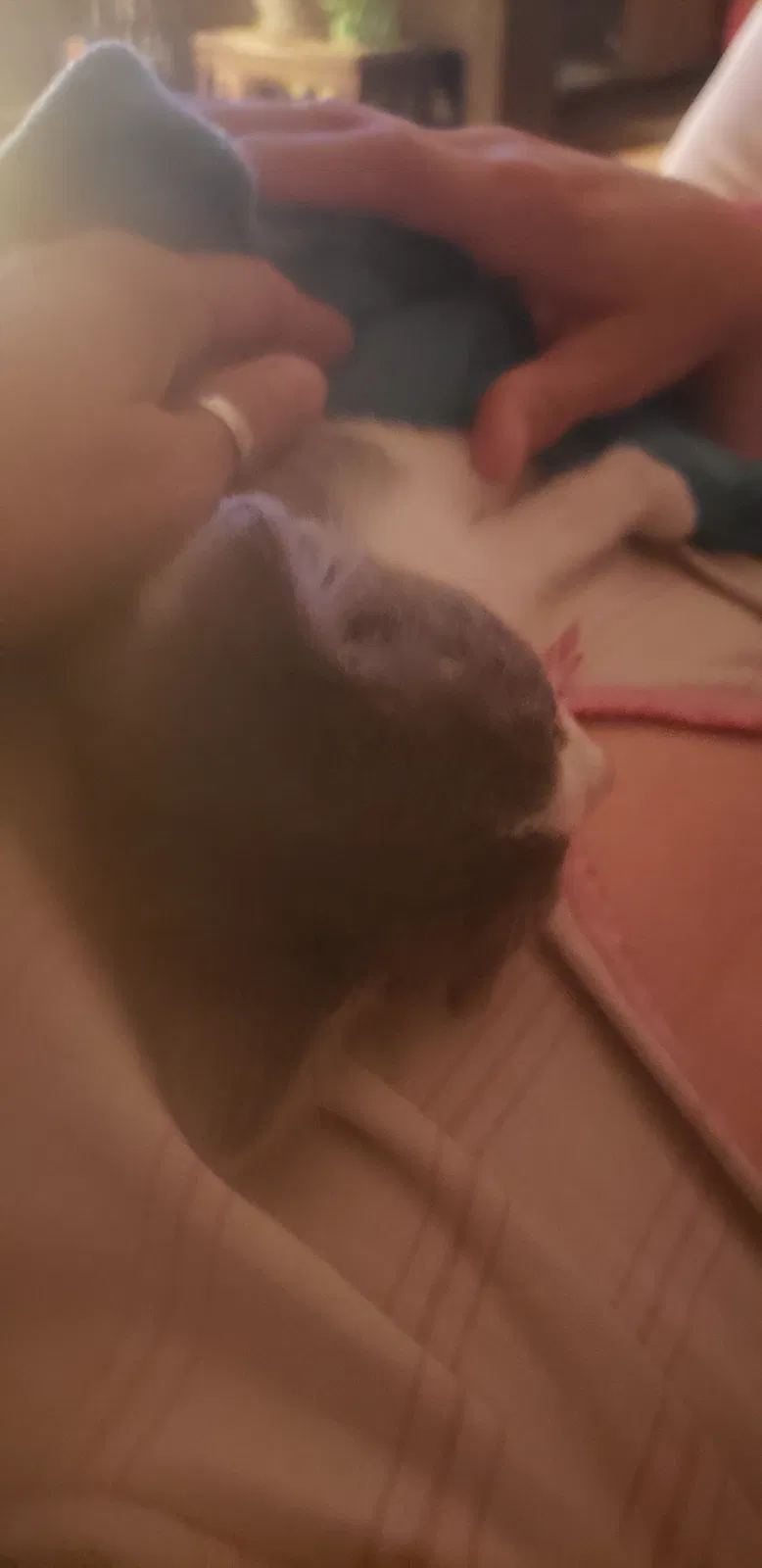 Found cat in Little Rock, AR, 72206