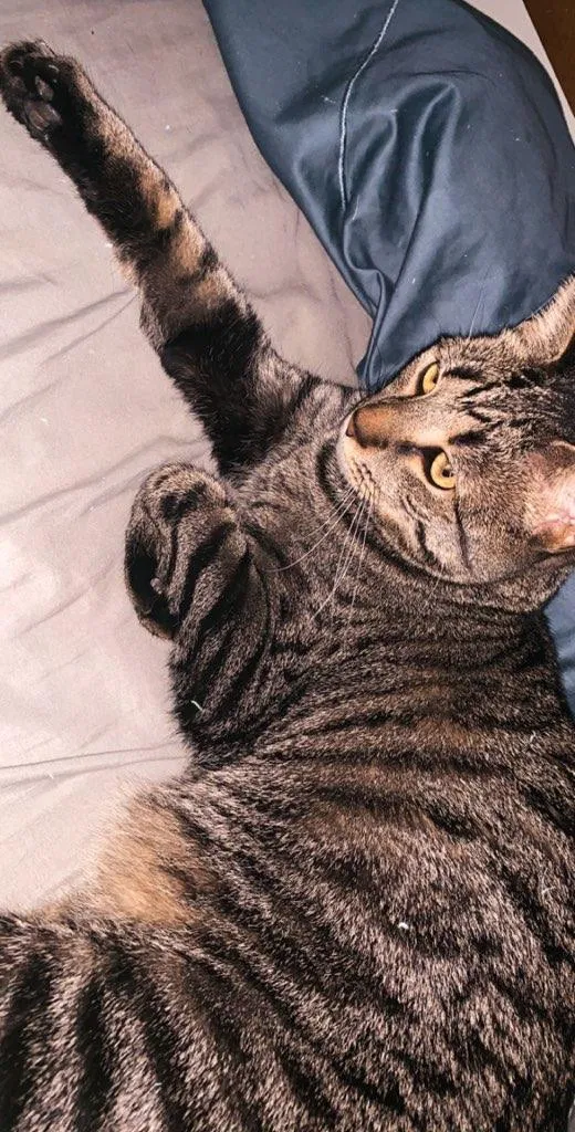 Lost cat in London, OH, 43140