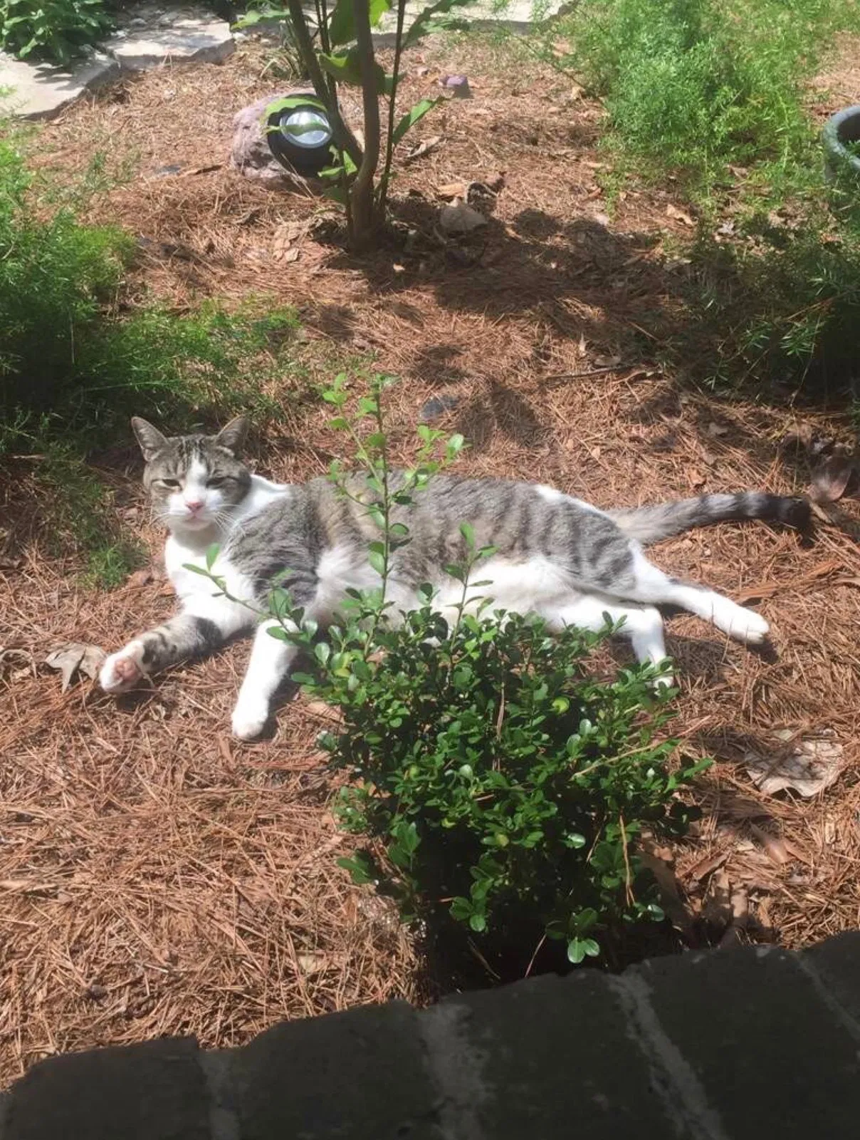 Lost cat in Baton Rouge, LA, 70815