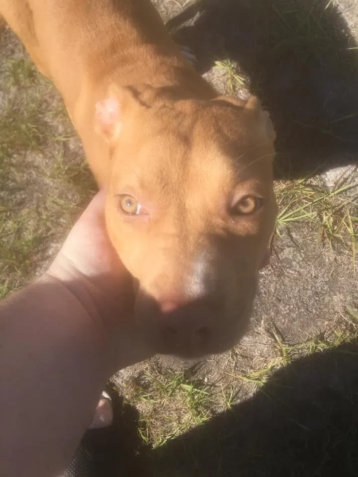 Lost dog in Carrabelle, FL, 32322