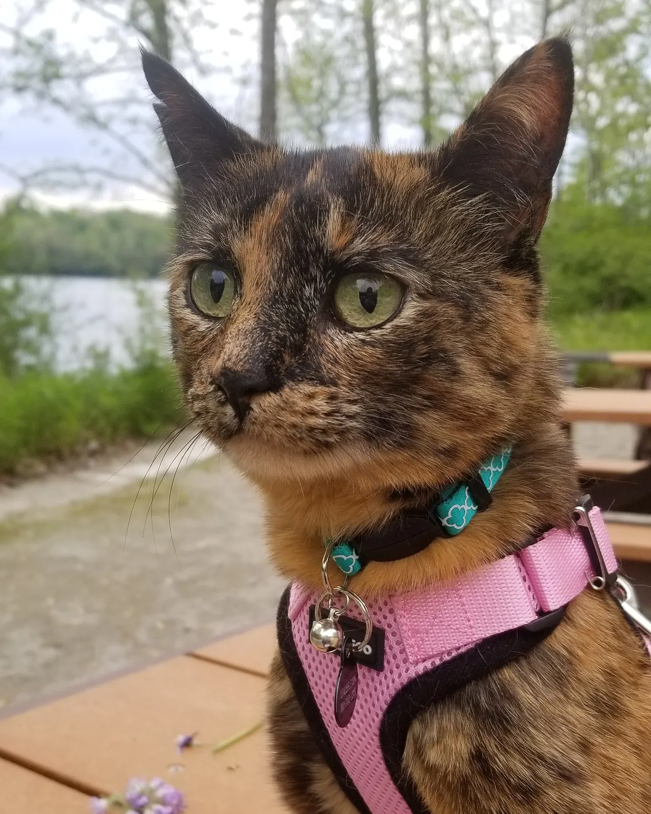 Lost cat in Indianapolis, IN, 46228