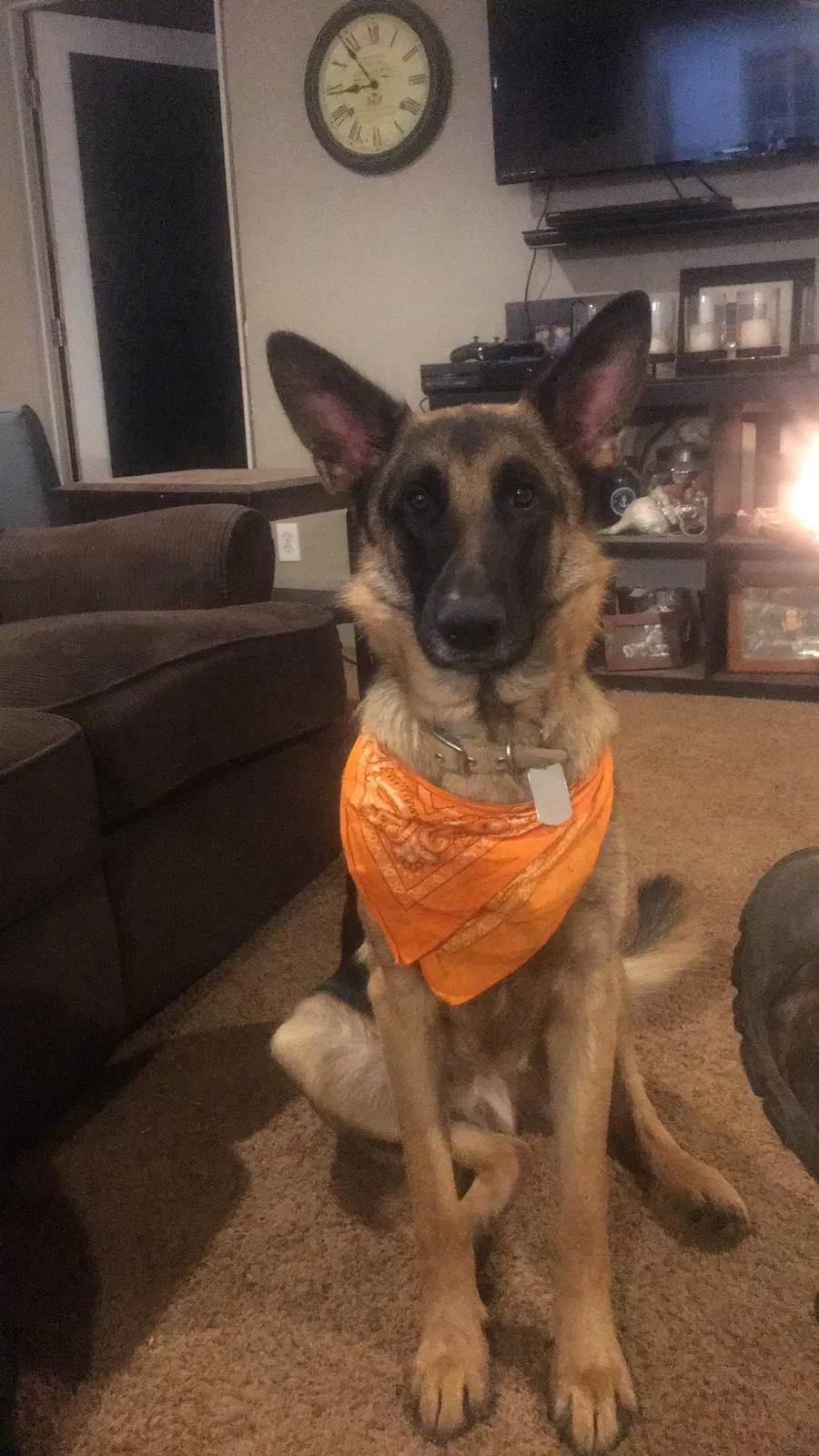 Lost dog in Odenton, MD, 21113