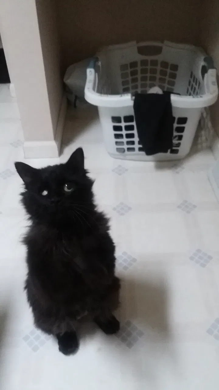 Lost cat in Leicester, NC, 28748