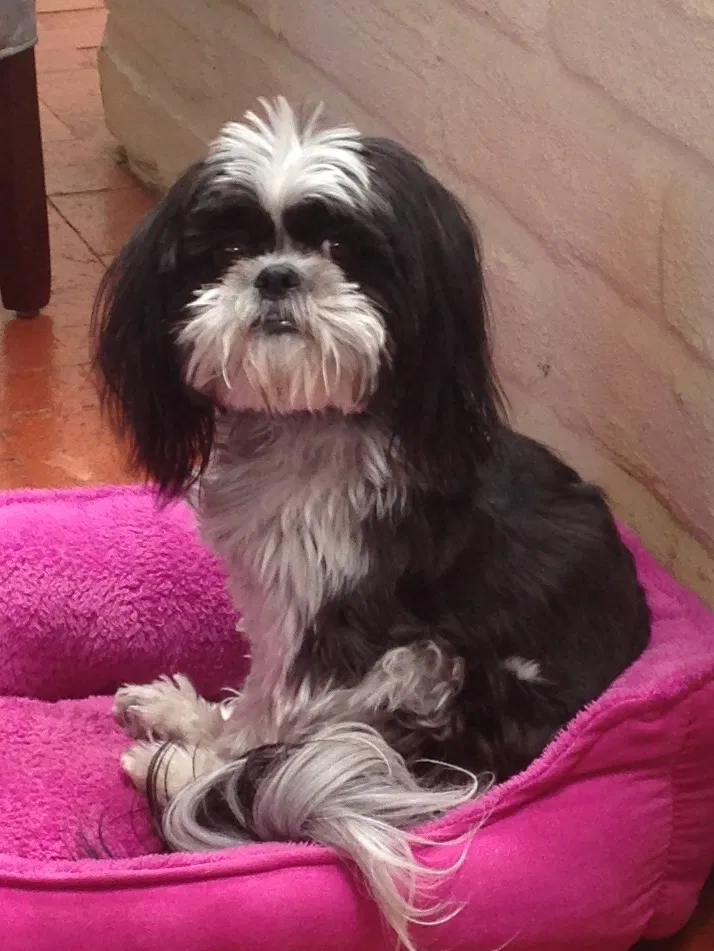 Lost dog in Placitas, NM, 87043