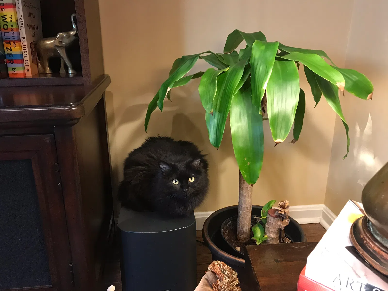Lost cat in Reston, VA, 20191