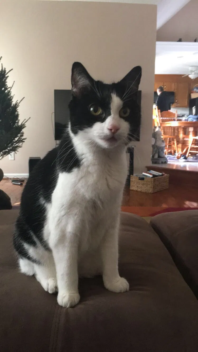 Lost cat in Richmond, VA, 23235