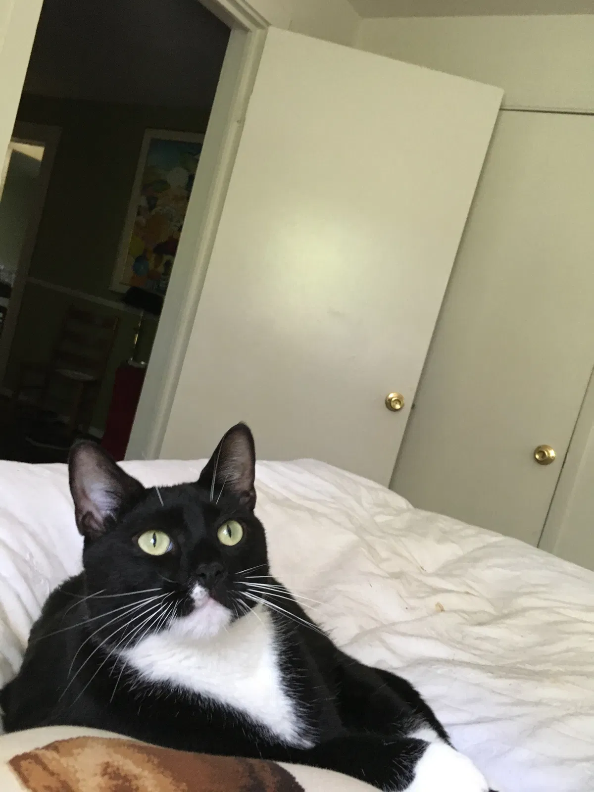 Lost cat in Birmingham, AL, 35243