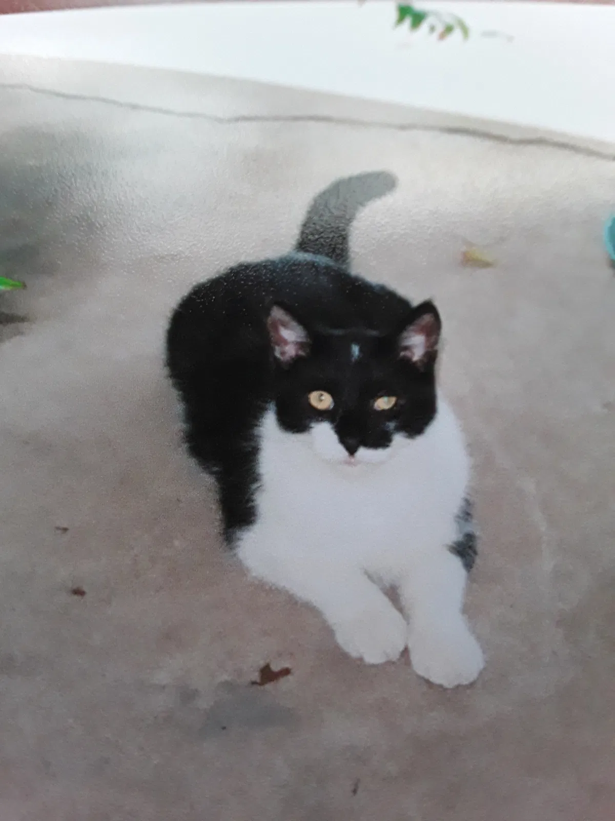 Lost cat in Fort Worth, TX, 76119
