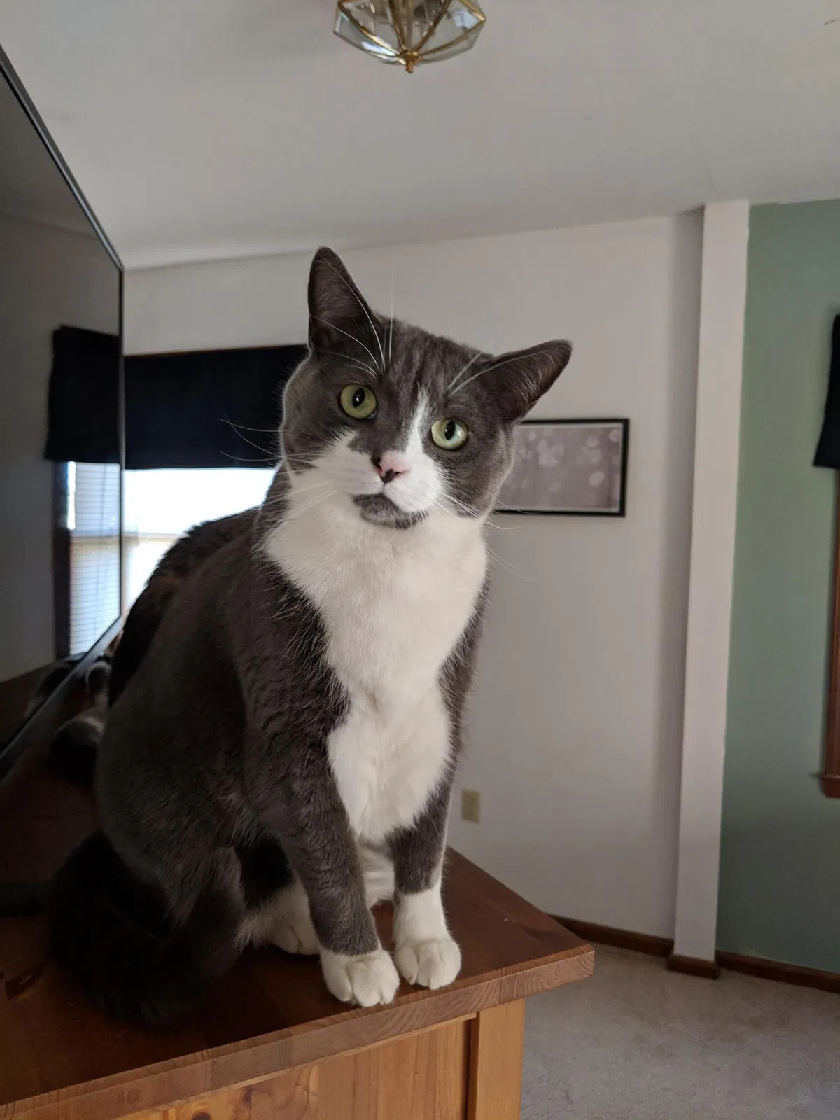 Lost cat in Westfield, NJ, 7090