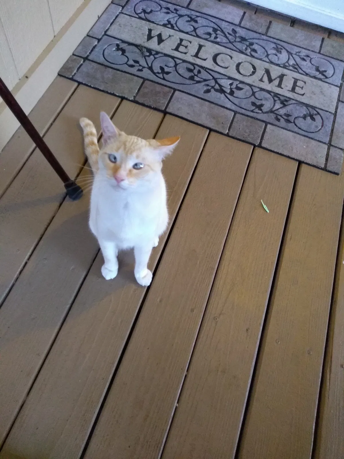 Lost cat in Middleburg, FL, 32068