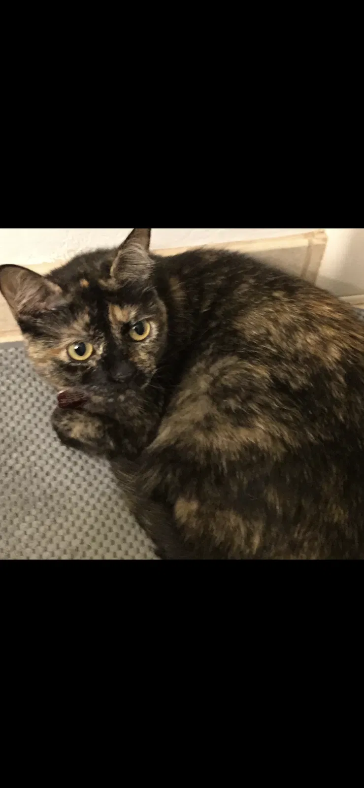 Lost cat in Santa Clara, CA, 95050