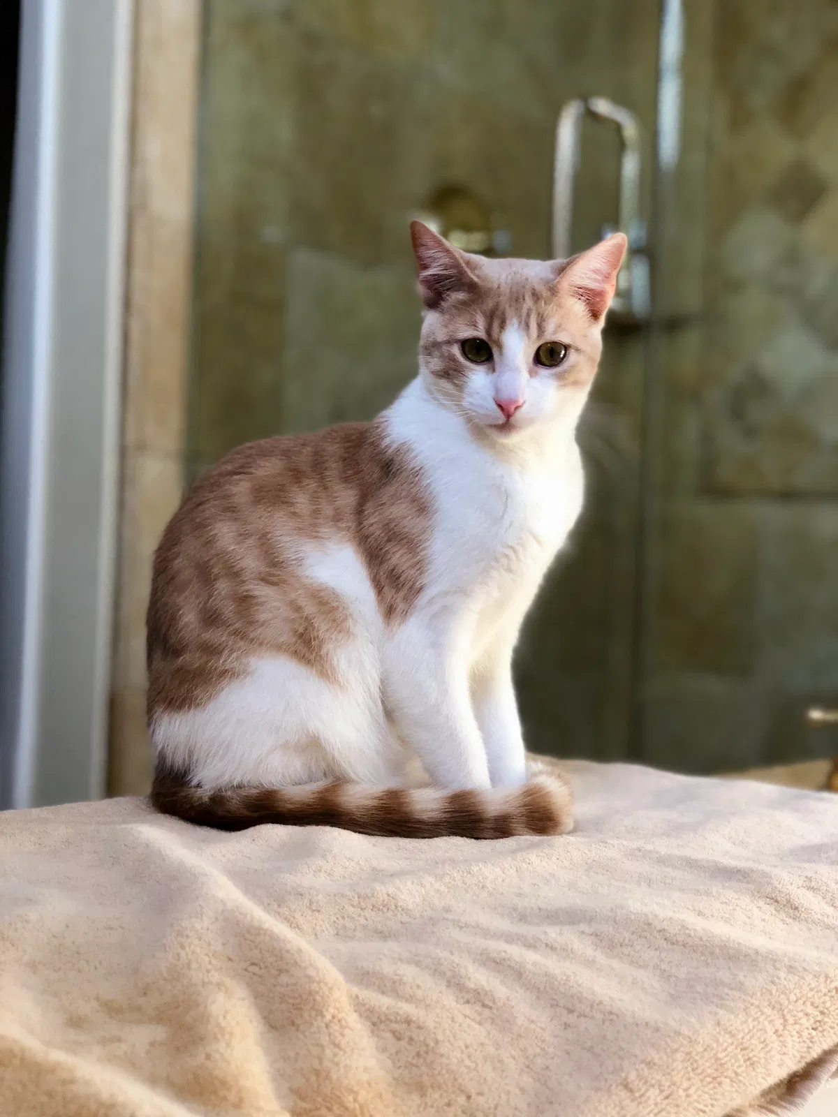 Lost cat in Thousand Oaks, CA, 91362