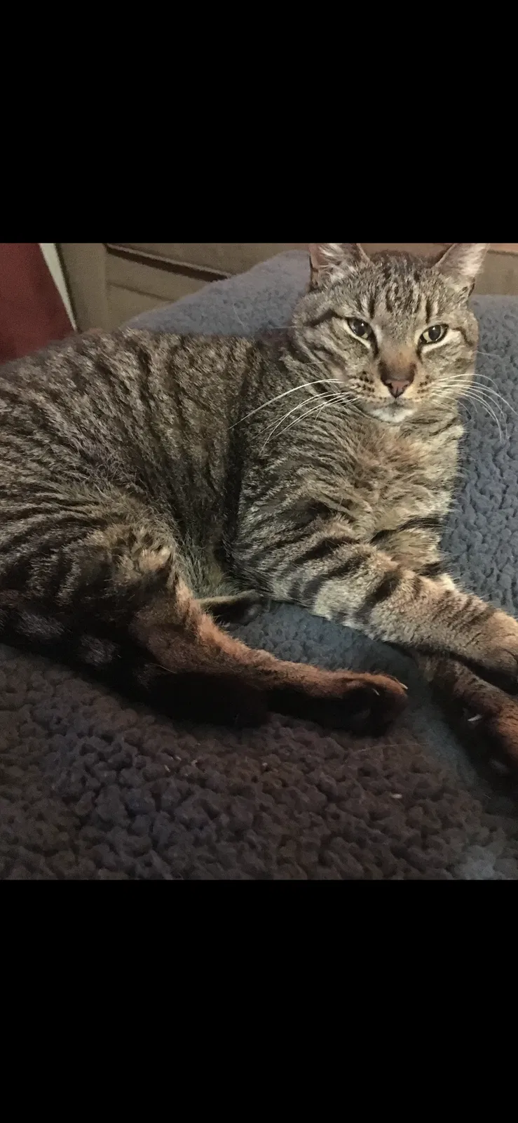 Lost cat in Virginia Beach, VA, 23464