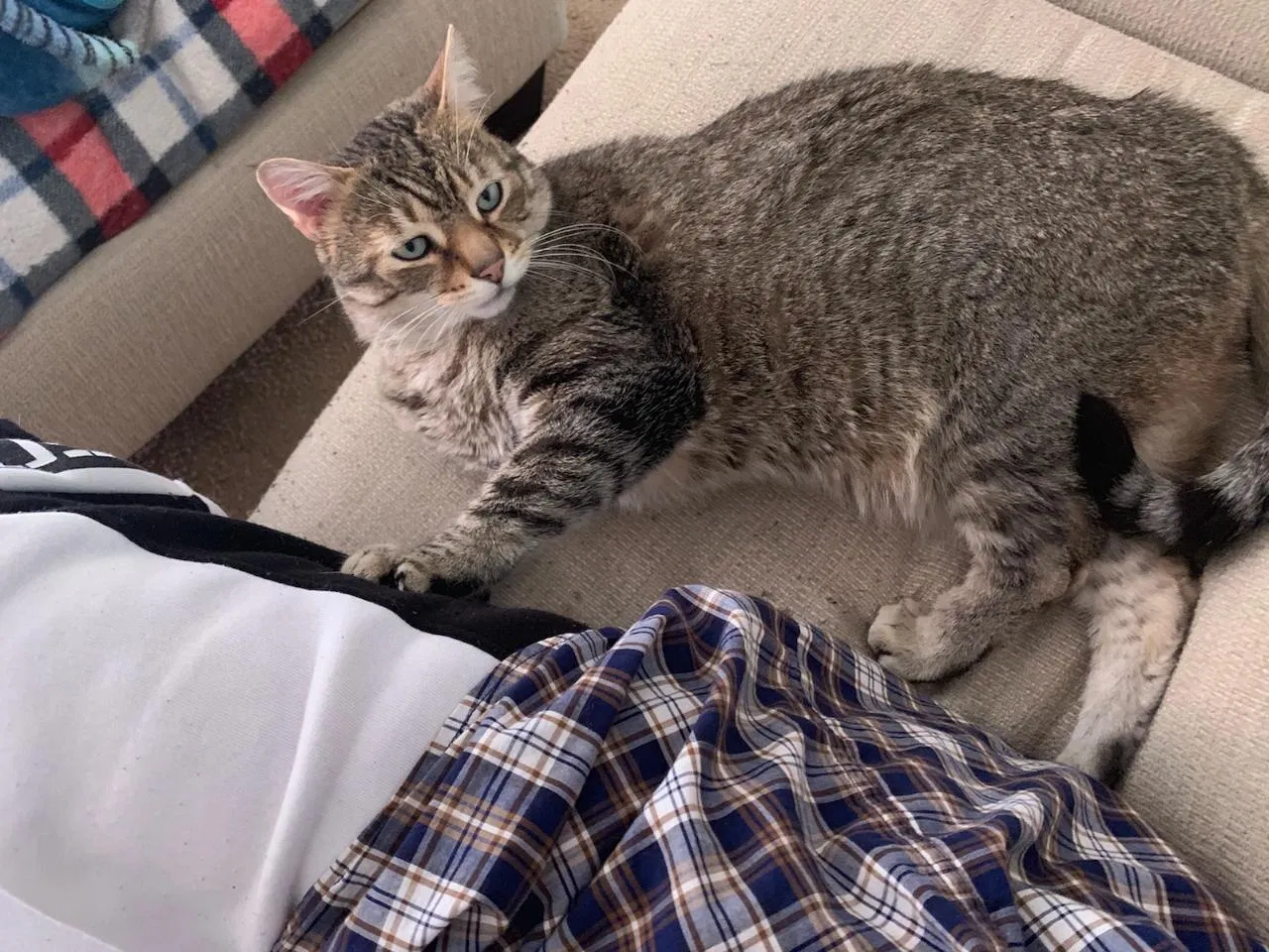 Lost cat in Pittsburgh, PA, 15221