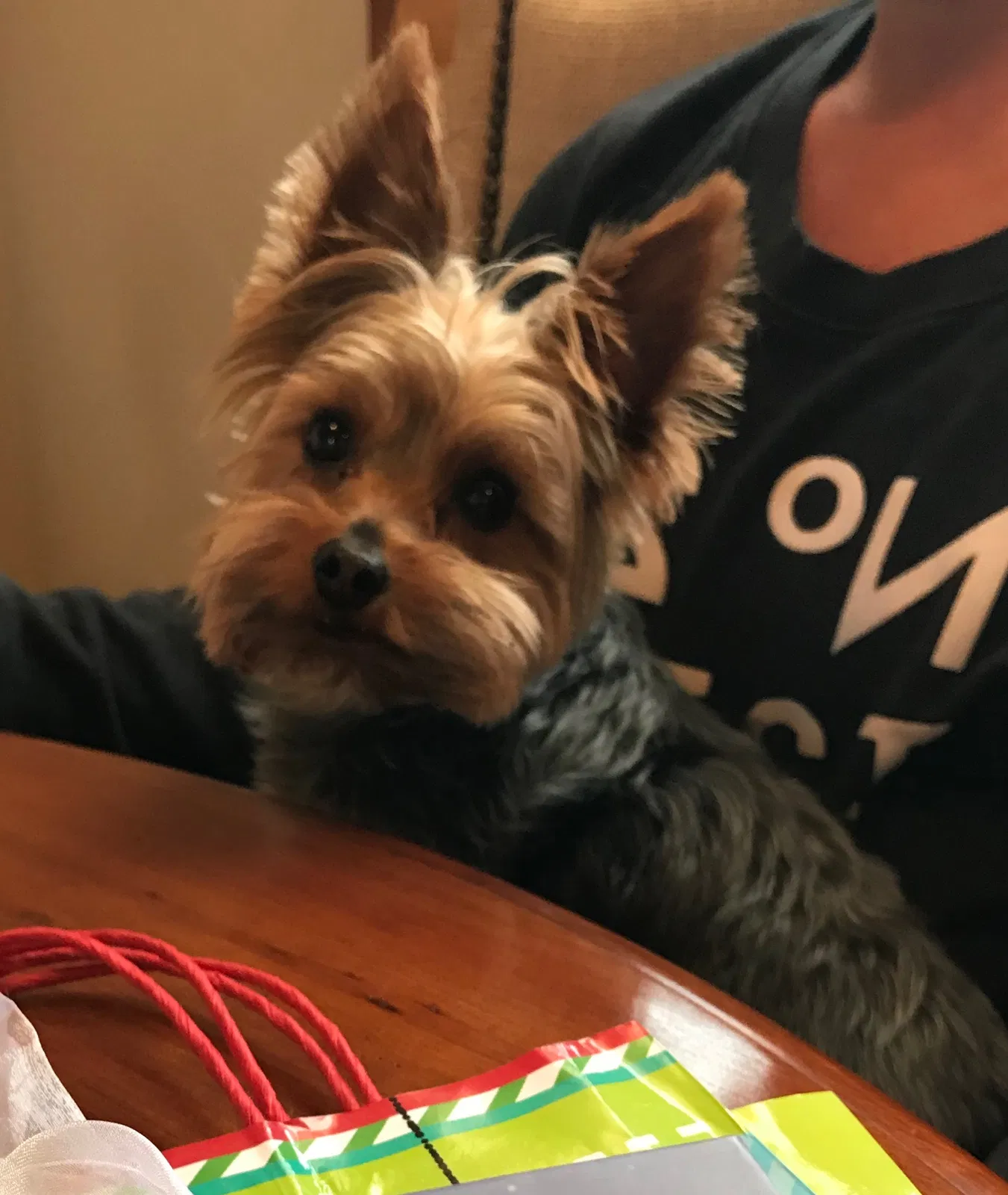 Lost dog in Youngstown, OH, 44514