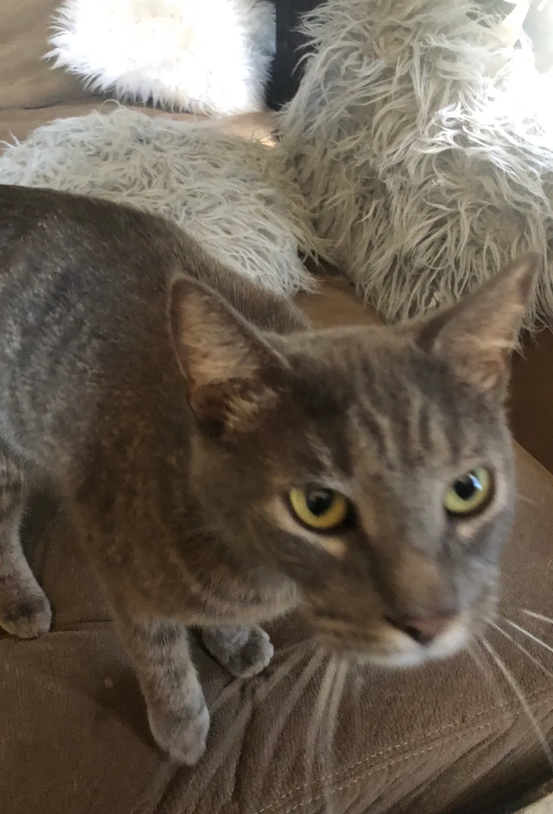 Lost cat in Cocoa, FL, 32922