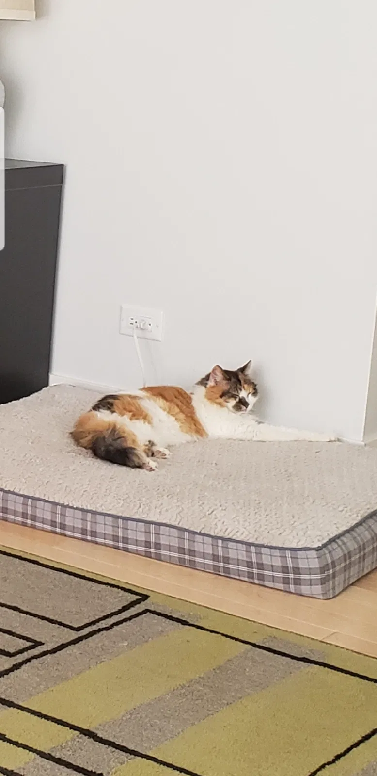 Lost cat in Algonquin, IL, 60102