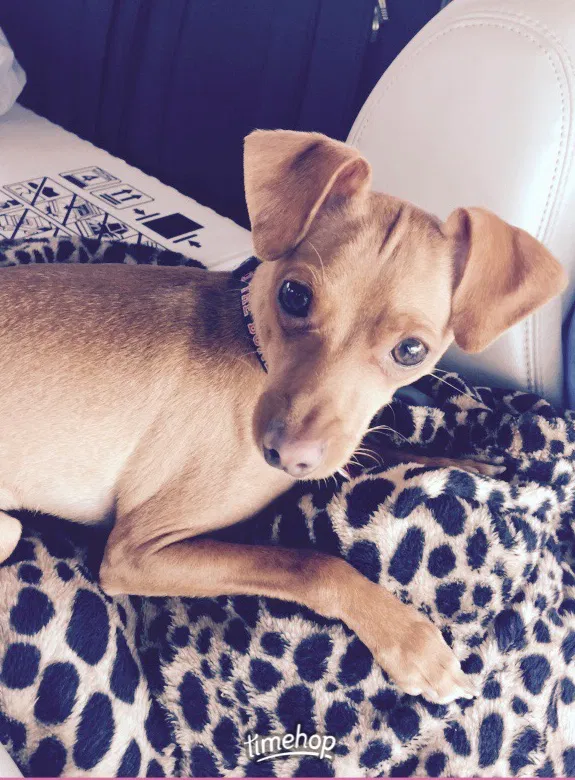 Lost dog in West Chester, OH, 45069