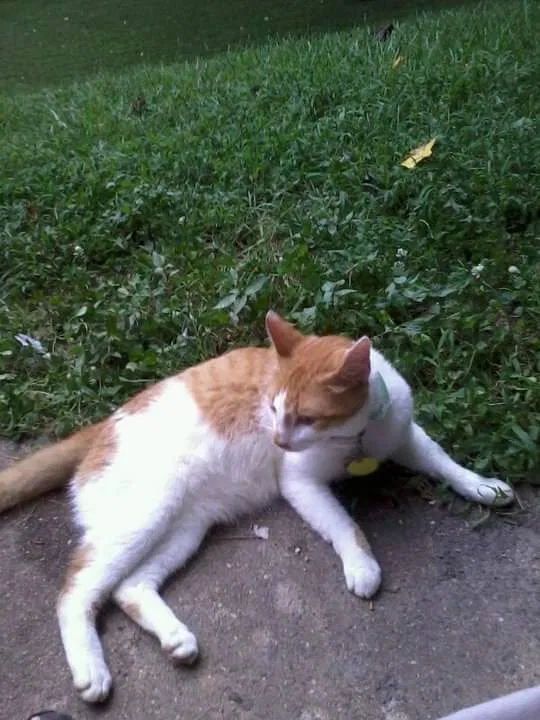 Lost cat in Winston Salem, NC, 27106