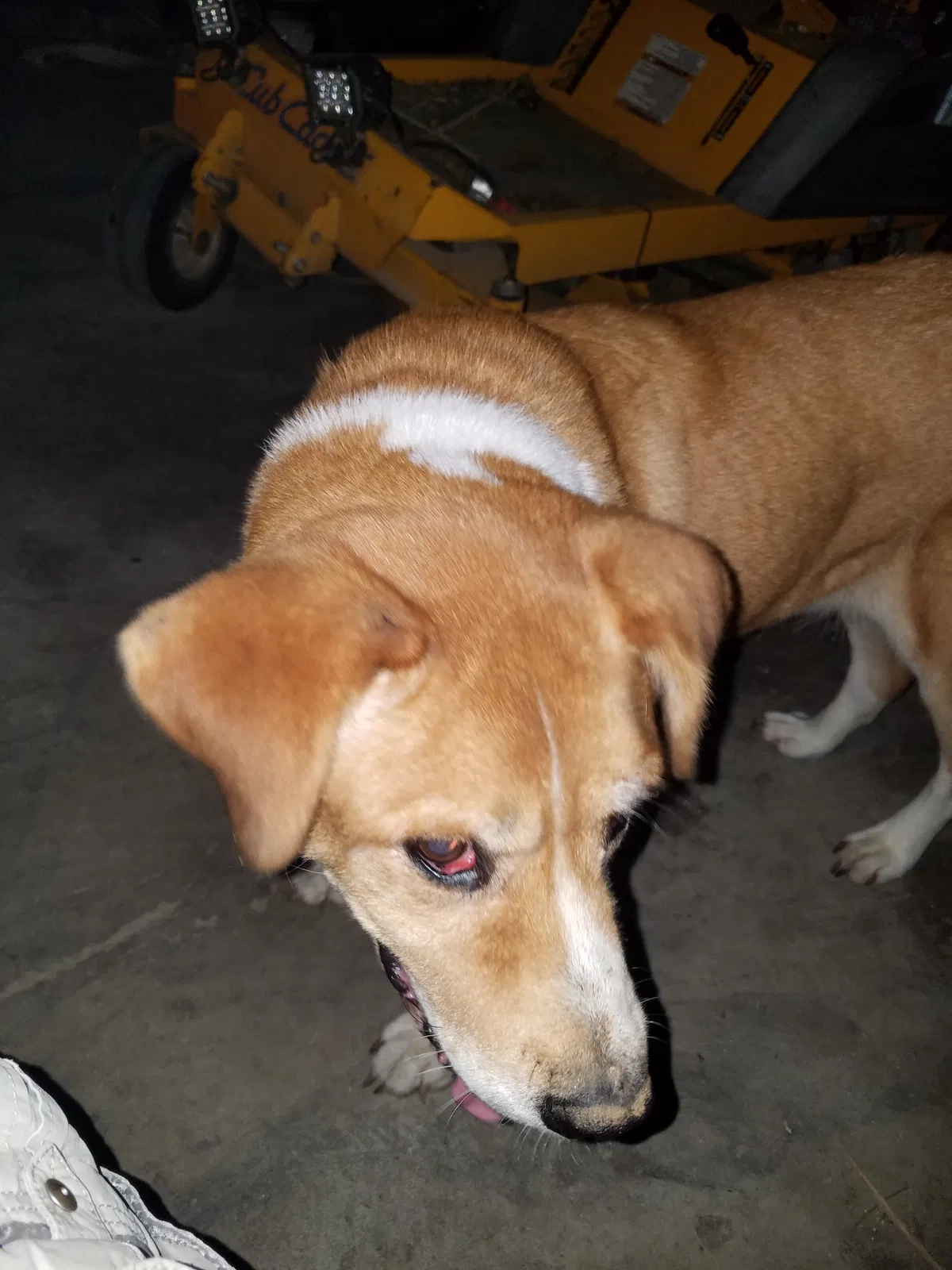 Lost dog in Thornville, OH, 43076
