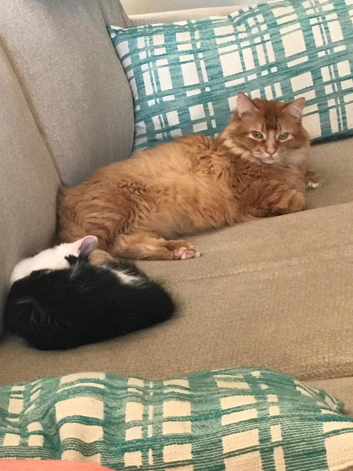 Lost cat in Prior Lake, MN, 55372