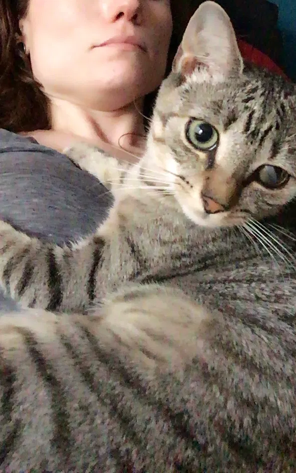 Lost cat in Bethlehem, PA, 18017