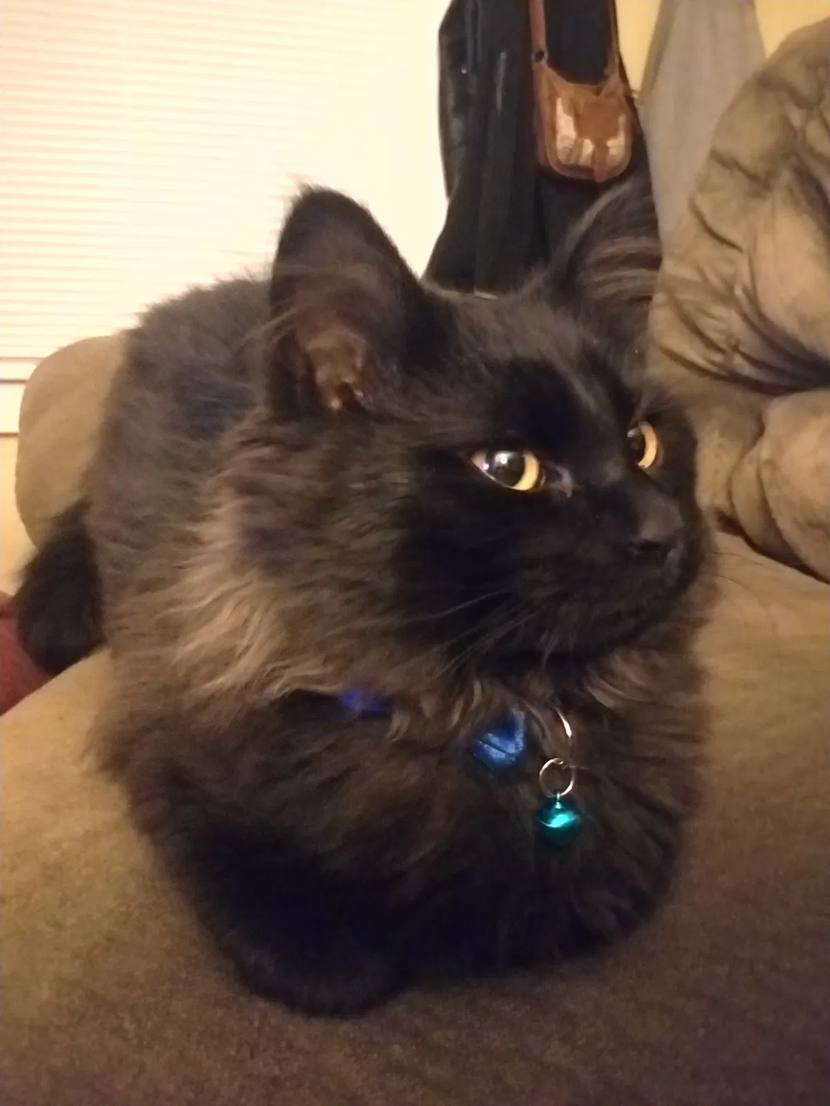 Lost cat in Lincoln, NE, 68502