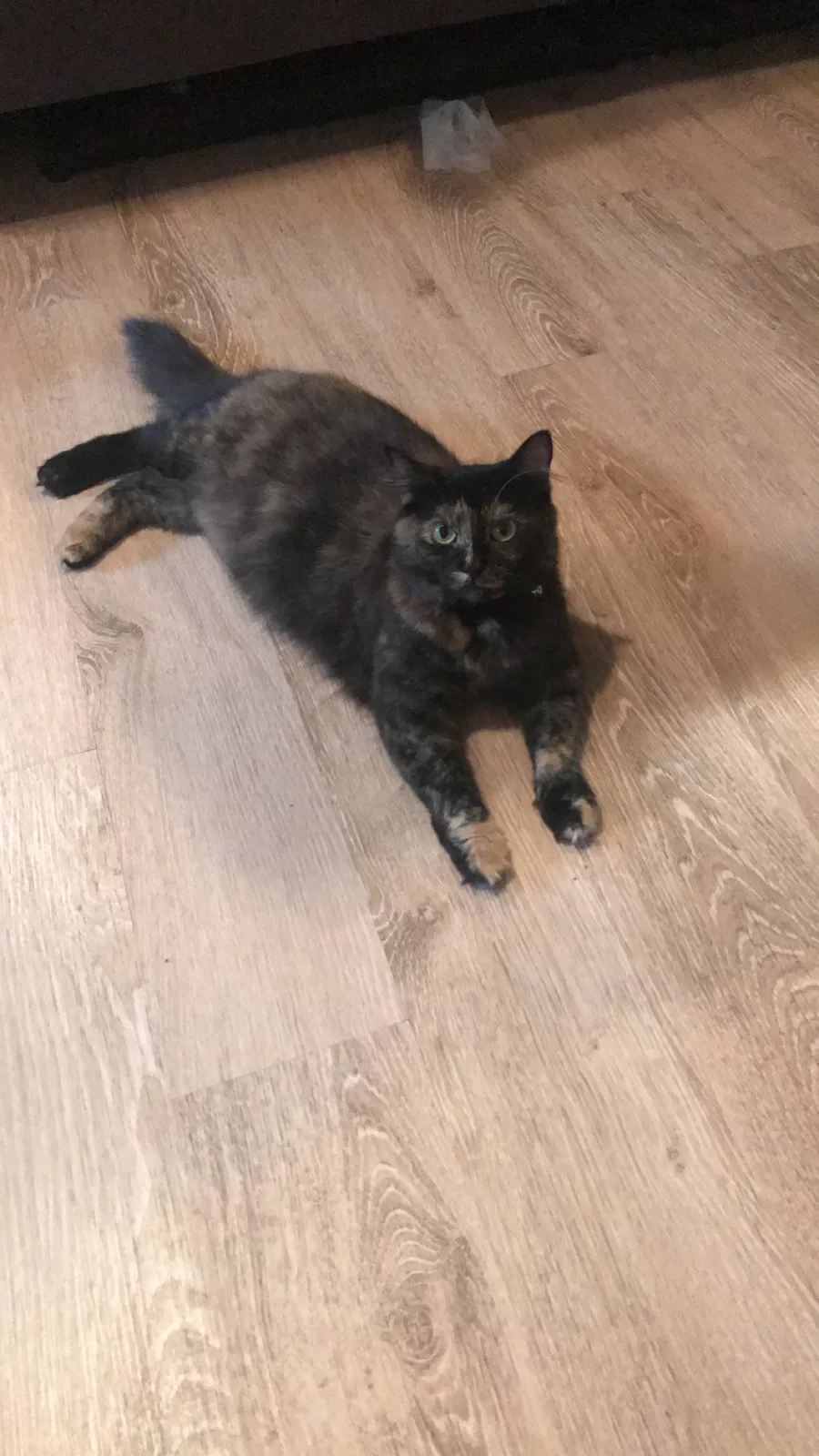 Lost cat in Janesville, WI, 53546