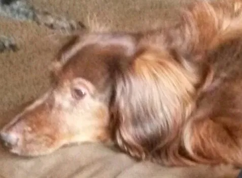 Lost dog in Oklahoma City, OK, 73165