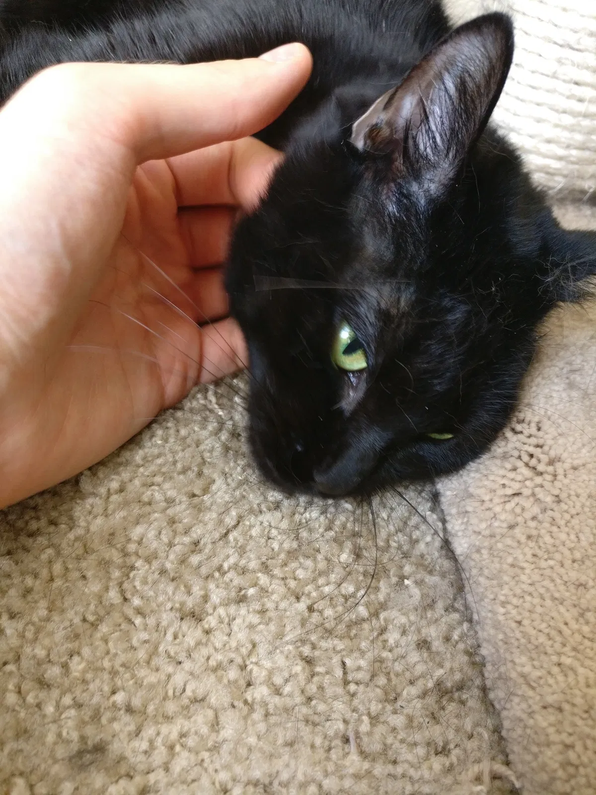 Lost cat in Hillsboro, OR, 97124
