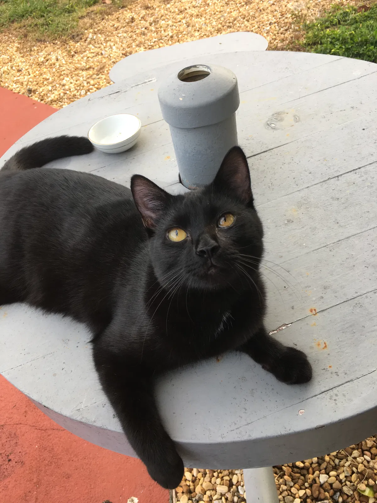 Lost cat in West Palm Beach, FL, 33411