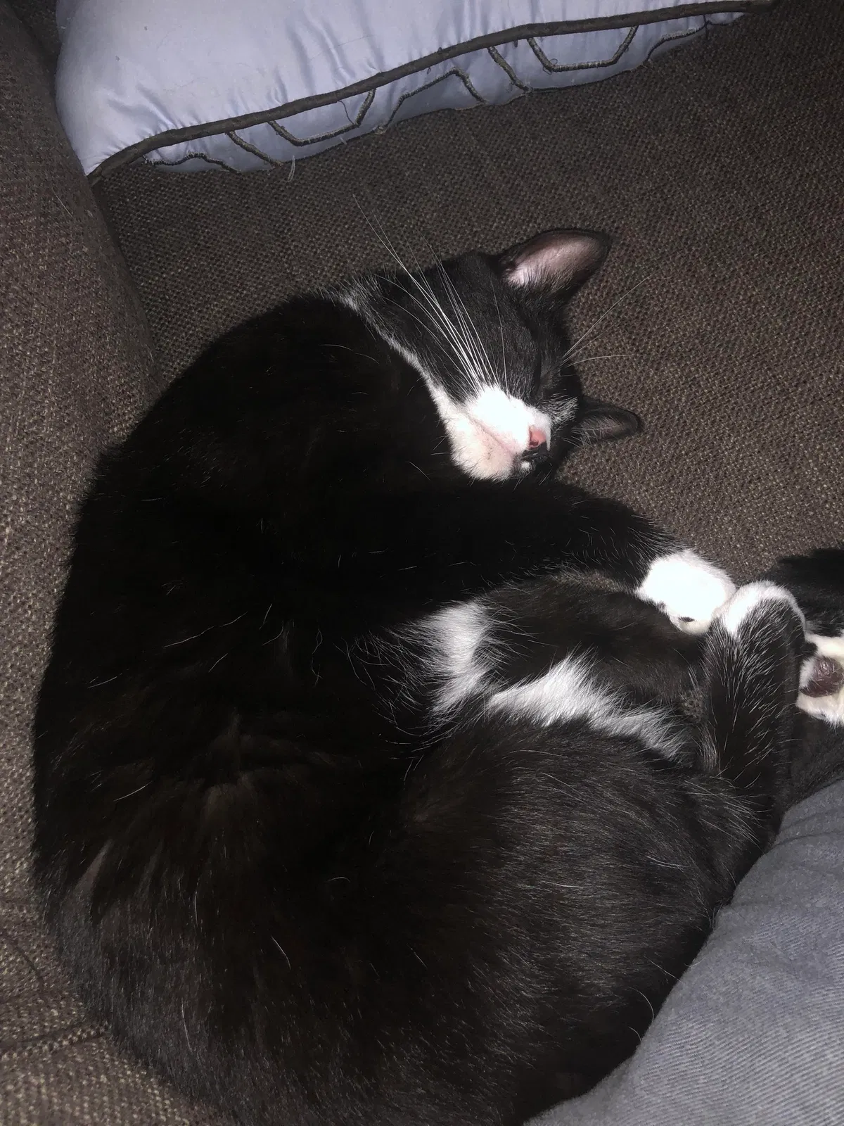 Lost cat in Venice, CA, 90291