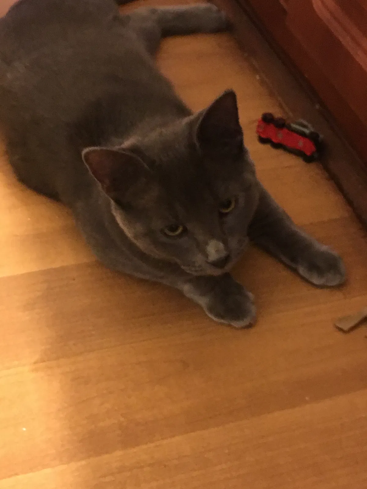 Lost cat in Lecanto, FL, 34461