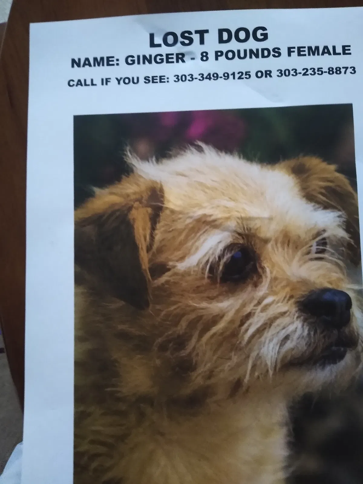 Lost dog in Denver, CO, 80214