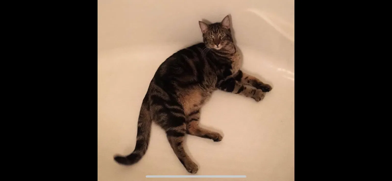 Lost cat in Marietta, GA, 30067