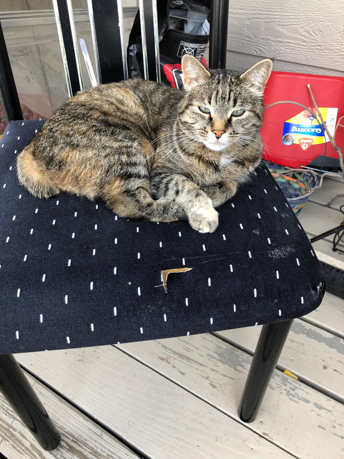 Lost cat in Colorado Springs, CO, 80915