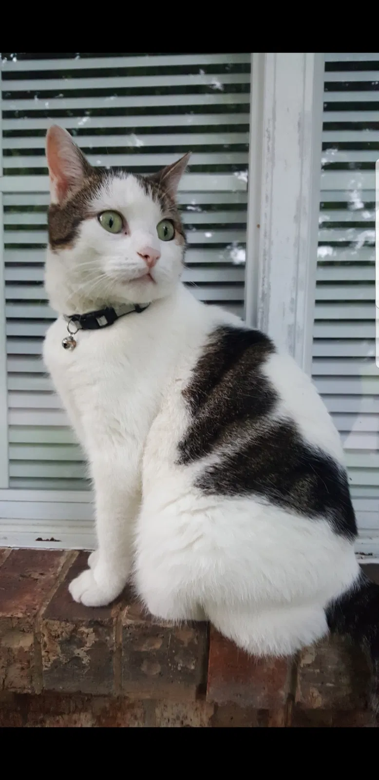 Lost cat in Unknown, TX, 75066