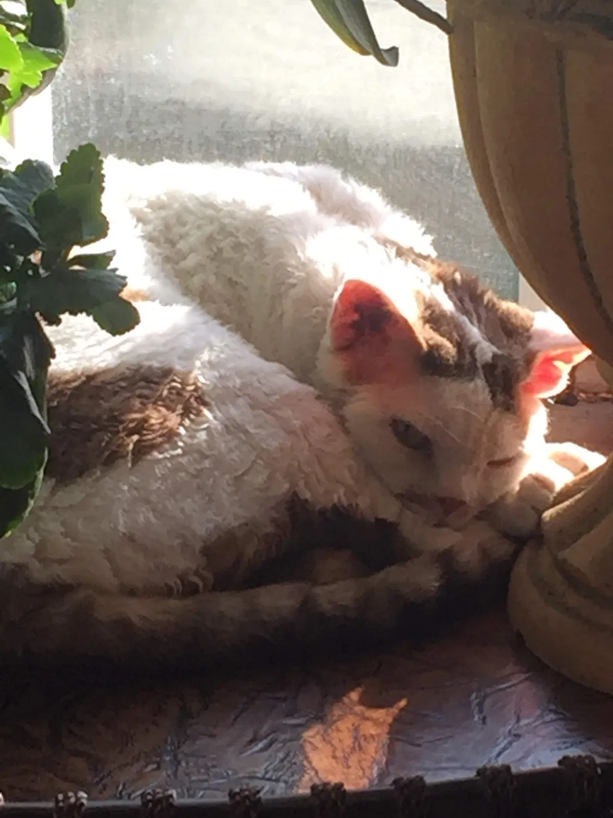 Lost cat in El Cajon, CA, 92020