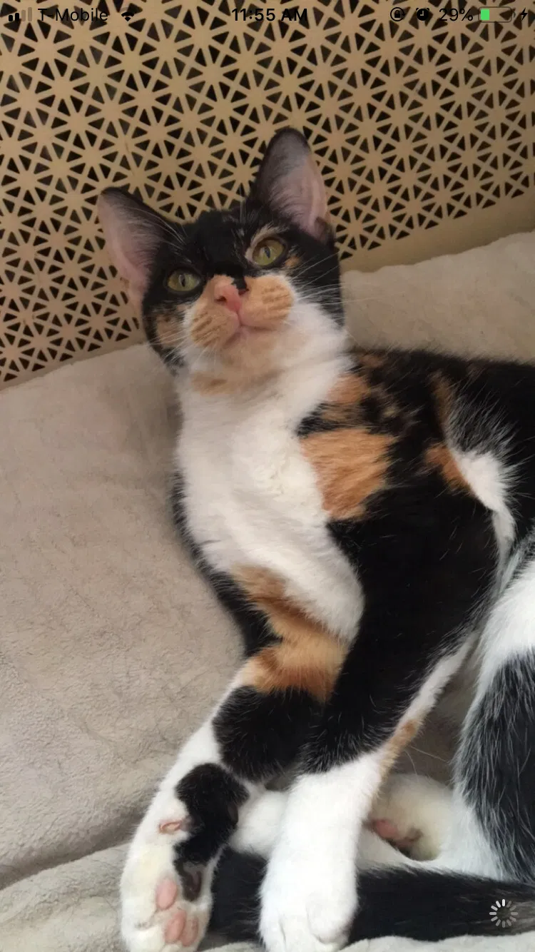 Lost cat in York, PA, 17402