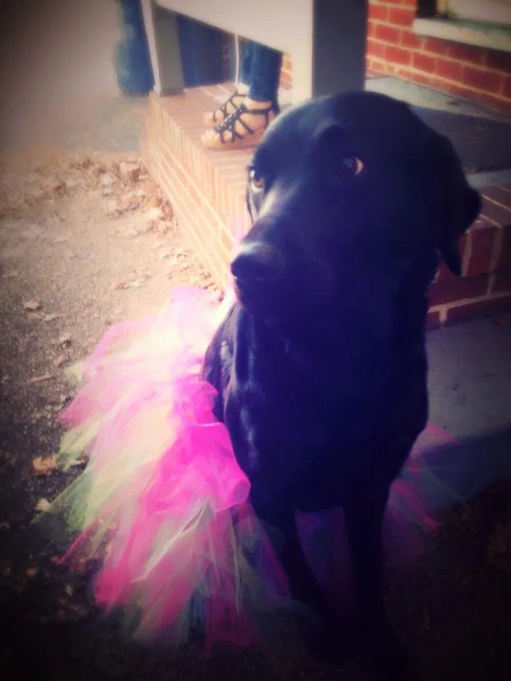 Lost dog in Gettysburg, PA, 17325