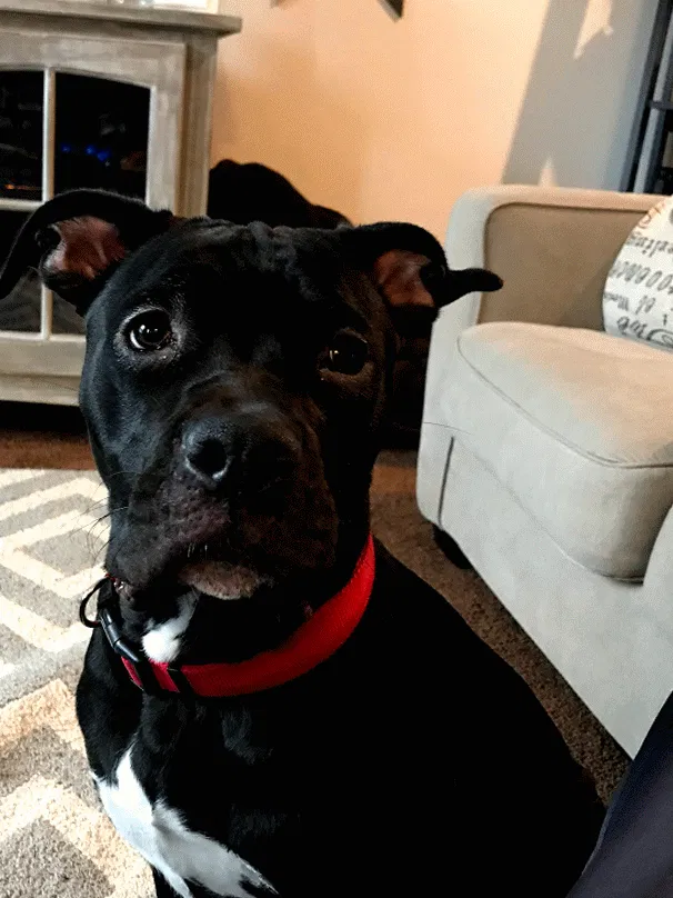 Lost dog in Glen Burnie, MD, 21061