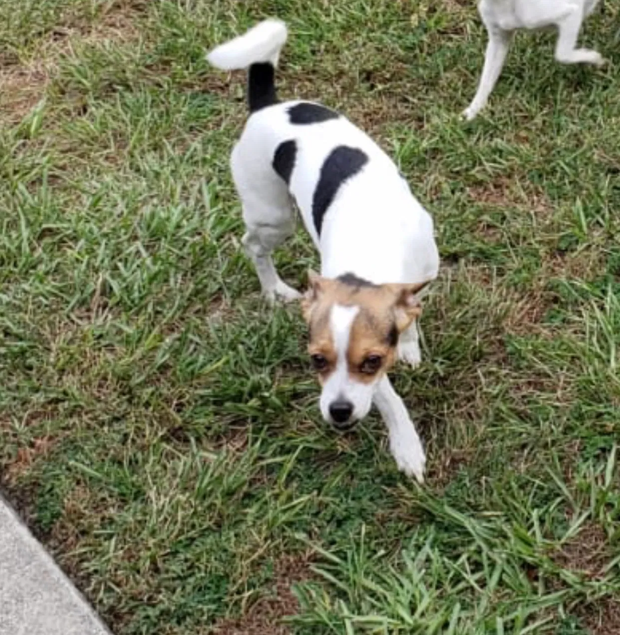 Lost dog in Lakeland, FL, 33801